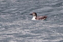 Plongeon imbrin Fjords du Nord-Ouest