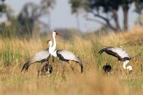 Wattled Crane (Grue caronculée) Chief Island