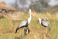 Wattled Crane (Grue caronculée) Chief Island