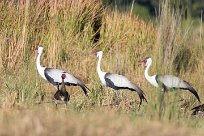 Wattled Crane (Grue caronculée) Chief Island