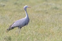 Blue Crane (Grue de paradis) Etosha