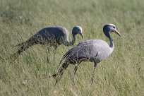 Blue crane (Grue de paradis) Etosha