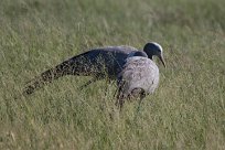 Blue crane (Grue de paradis) Etosha