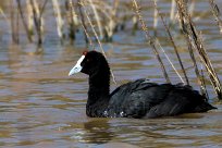 Red-knobbed Coot (Foulque caronculée) Du côté d'Omaruru