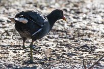 Common Moorhen (Gallinule poule-d'eau) Du côté d'Omaruru