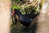 Gallimule poule d'eau Gallimule poule d'eau