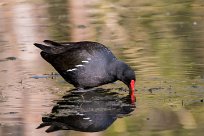 Gallimule poule d'eau Gallimule poule d'eau