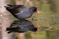 Gallimule poule d'eau Gallimule poule d'eau