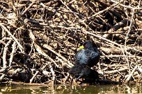 Black Crake (Râle à bec jaune) Du côté d'Omaruru