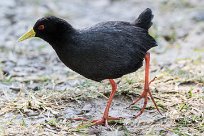 Black crake (Râle à bec jaune) Black crake (Râle à bec jaune)