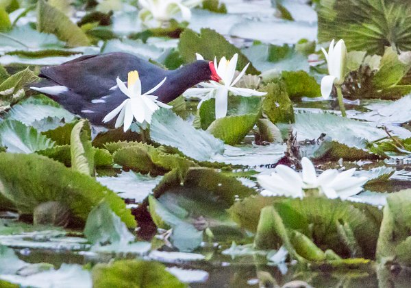 Gallinule d'Amérique