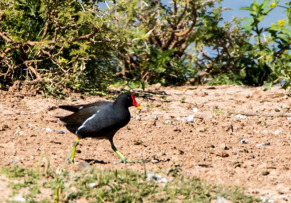 Gallinule poule d eau