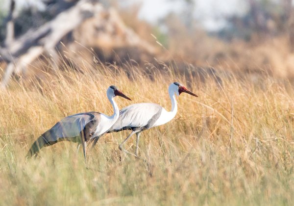 Gruidés (grues)