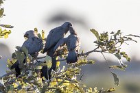 Grey Go-Away-Bird (Touraco concolore) Savuti_Marsh