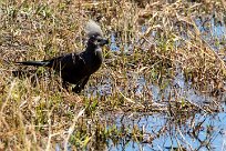 Grey Go-Away-bird (Touraco concolore) Chief Island