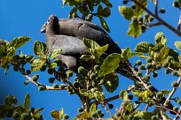 Grey Go-away-bird (Touraco concolore) Namibie - Waterberg