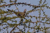 Grey Go-away-bird (Touraco concolore) Du côté d'Omaruru