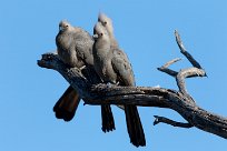 Grey Go-away-bird (Touraco concolore) Makgadikgadi