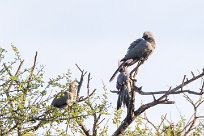 Grey Lourie - Grey go-away-bird (Touraco concolore) Etosha