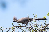 Grey Lourie - Grey go-away-bird (Touraco concolore) Waterberg