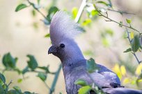 Grey Lourie (Touraco concolore) Waterberg - Namibie