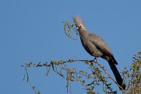 Grey Lourie (Touraco concolore) Waterberg - Namibie