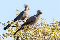 Grey Lourie (Touraco concolore) Etosha - Namibie