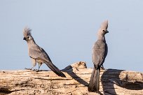 Grey Lourie (Touraco concolore) Etosha - Namibie