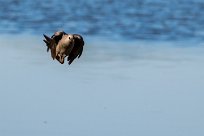 Grey Lourie (Touraco concolore) Etosha - Namibie