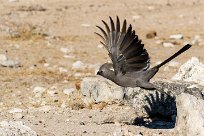 Grey Lourie (Touraco concolore) Etosha - Namibie