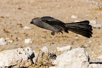 Grey Lourie (Touraco concolore) Etosha - Namibie