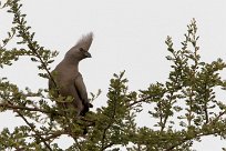 Grey Lourie - Grey go-away-bird (Touraco concolore) Grey Lourie - Grey go-away-bird (Touraco concolore)