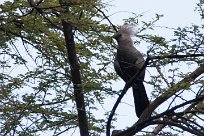 Grey laurie (Touraco concolore) Waterberg