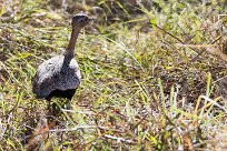 Northern Black Korhaan ( Outarde à miroir blanc) Savuti_Marsh