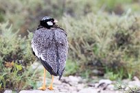 Northern Black Korhaan (Outarde à miroir blanc) Etosha