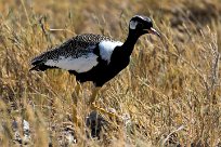 Northern Black Korhaan (Outarde à miroir blanc) Namibie - Parc d'Etosha