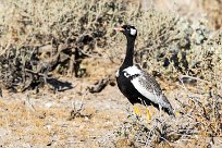 Northern black korhaan (Outarde à miroir blanc) Okaukuejo - Etosha - Namibie