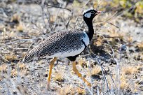 Northern black korhaan (Outarde à miroir blanc) Okaukuejo - Etosha - Namibie