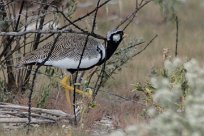 Northern black korhaan (Outarde à miroir blanc) Etosha