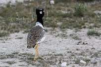 Northern black korhaan (Outarde à miroir blanc) Etosha