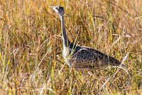 Black-bellied Bustard (Outarde à ventre noir) Black-bellied Bustard (Outarde à ventre noir)