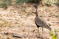 Red-crested Korhaan (Outarde houppette) Du côté d'Omaruru