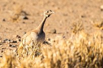 Red-crested korhaan (Outarde houppette) Sossusvlei (Namibie)