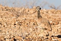 Red-crested korhaan (Outarde houppette) Sossusvlei (Namibie)