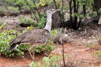 Kori Bustard (Outarde kori) Etosha