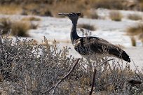 Kori Bustard (Outarde kori) Namibie - Parc d'Etosha