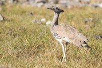 Kori Bustard (Outarde kori) Chobe River