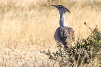 Kori Bustard (Outarde kori) Kori Bustard (Outarde kori)