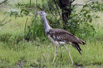 kori bustard (Outarde kori) Etosha