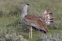 kori bustard (Outarde kori) Etosha